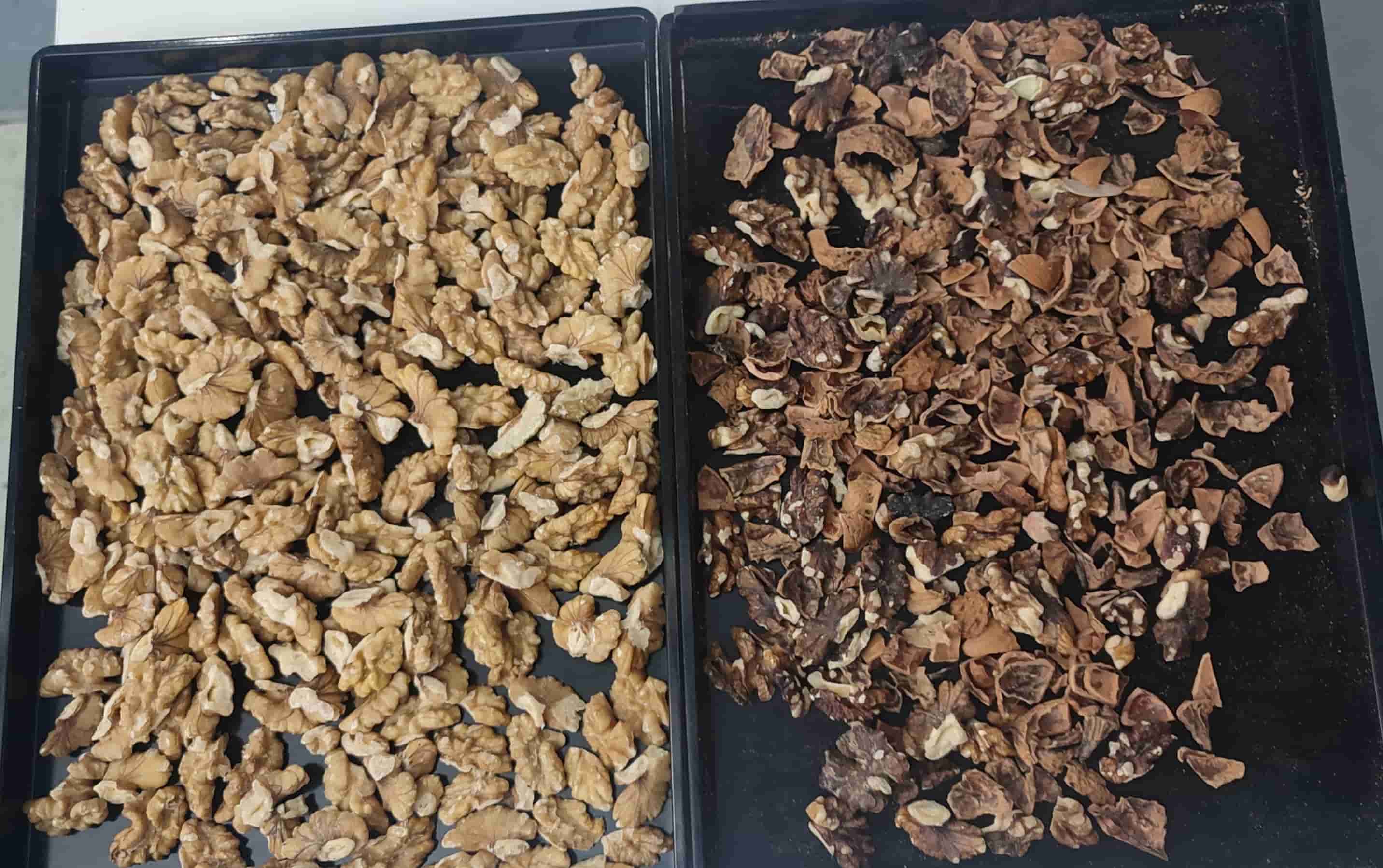walnut color sorting machine