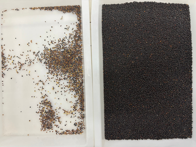 Высокоточный сортировщик семян по цвету с использованием искусственного интеллекта TOPSORT