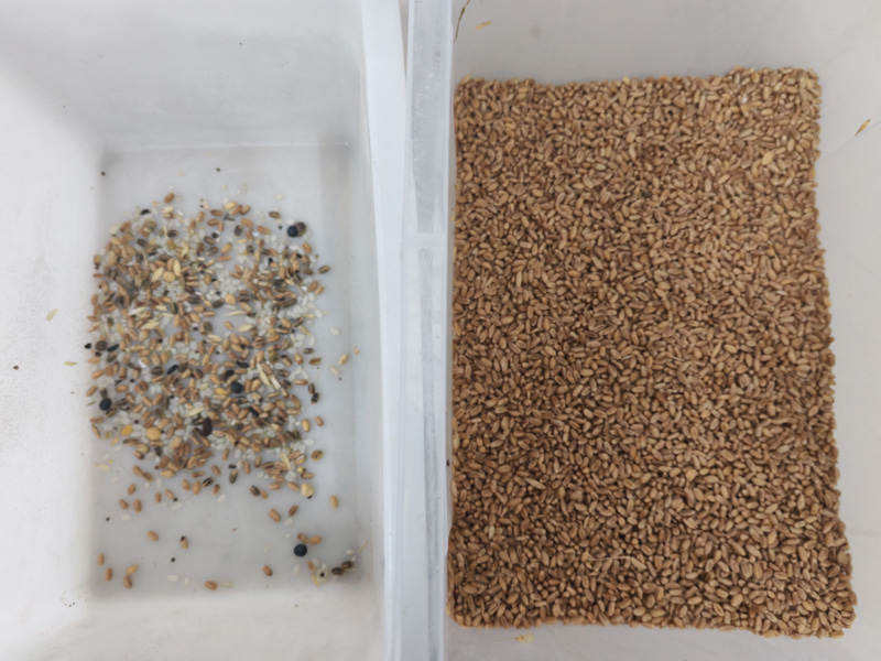 Высокопроизводительный сортировщик пшеницы по цвету TOPSORT