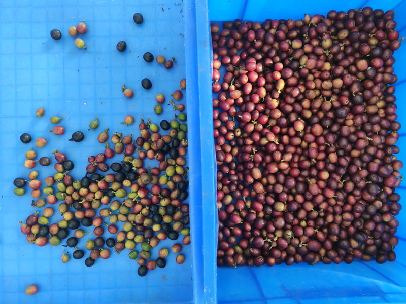 Высокоточная машина для сортировки кофейных зерен по цвету TOPSORT