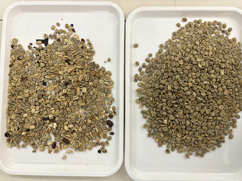 Система сортировки кофейных зерен TOPSORT с использованием искусственного интеллекта и технологии глубокого обучения для определения цвета.